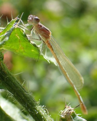 Ischnura elegans